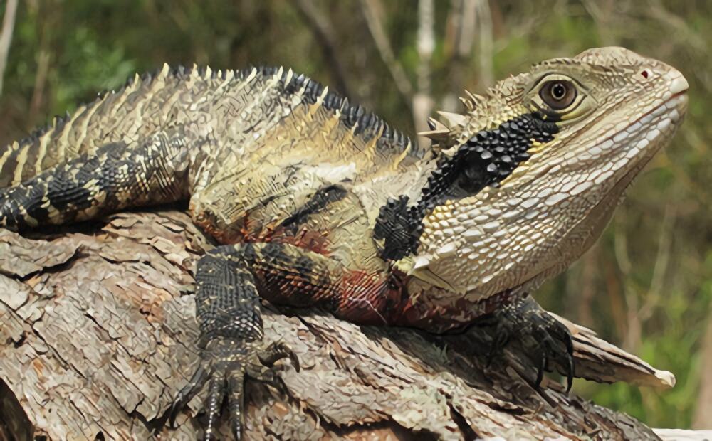 澳洲水龙身份信息