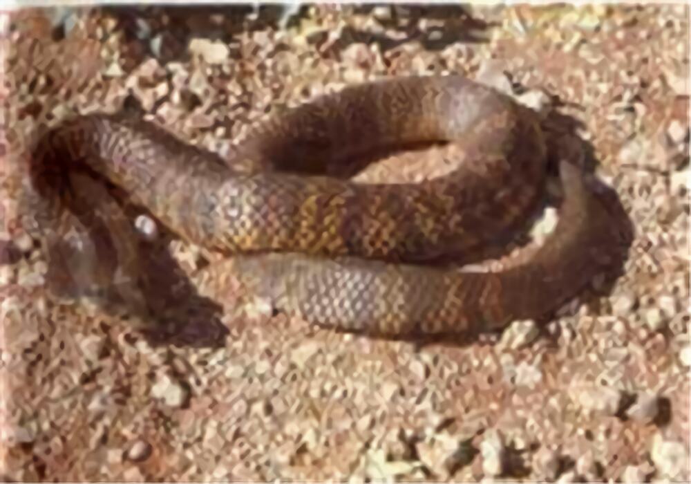 东方虎蛇身份信息