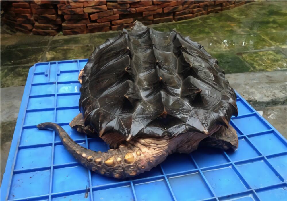 大鳄龟身份信息