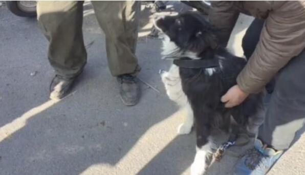 狗肉车上1只边牧很绝望，小哥花600块买了下来：你跟我回家