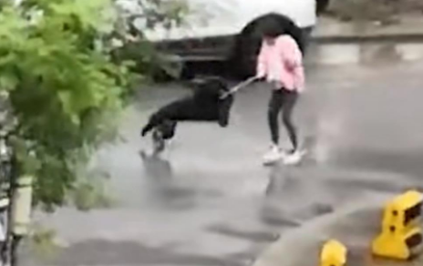 西安,某小区一流浪狗凶残扑向女童,母亲、保安挺身而出