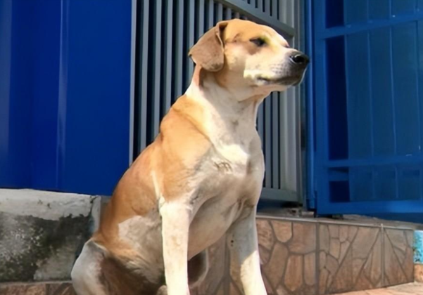 狗妈妈临近生产,居然懂得去医院求助,狗爸紧随其后暗中保护