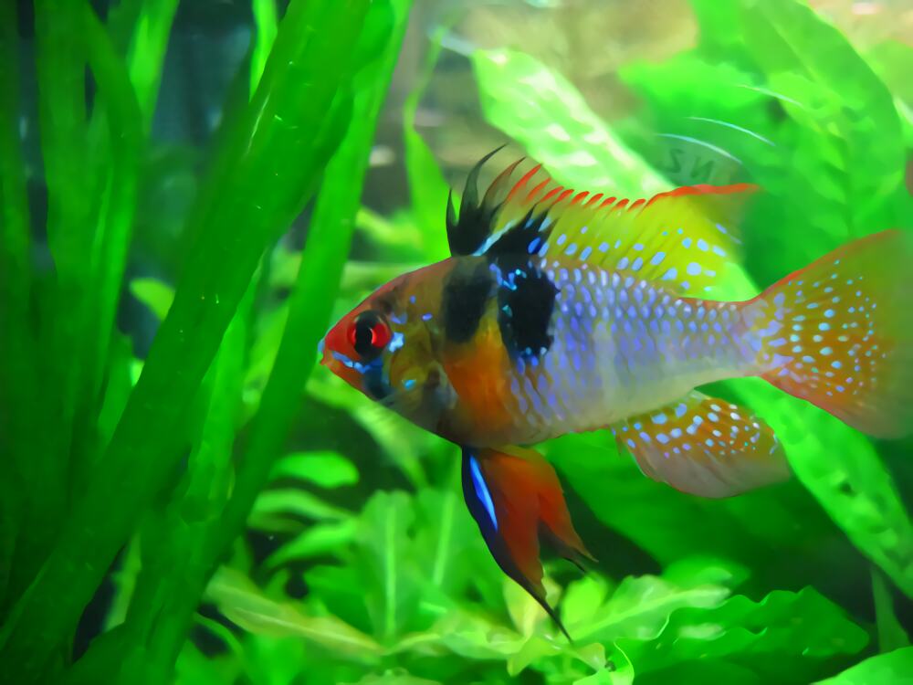 七彩凤凰鱼身份信息