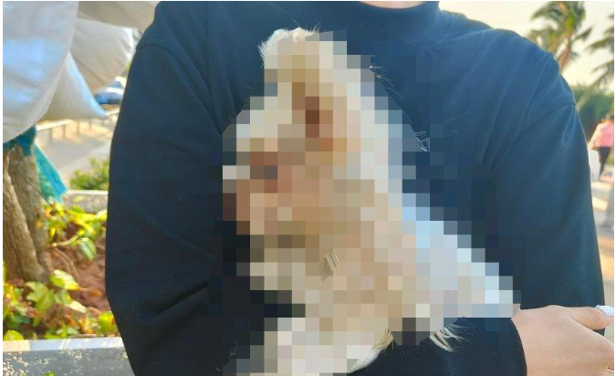 海口一宠物狗寄养期间死亡,狗主人索赔5万元 店家:刚出院就送来宠物店