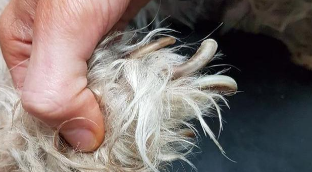狗狗离世前几小时遭主人抛弃,义工泪崩:临终前它仍不忘寻找主人