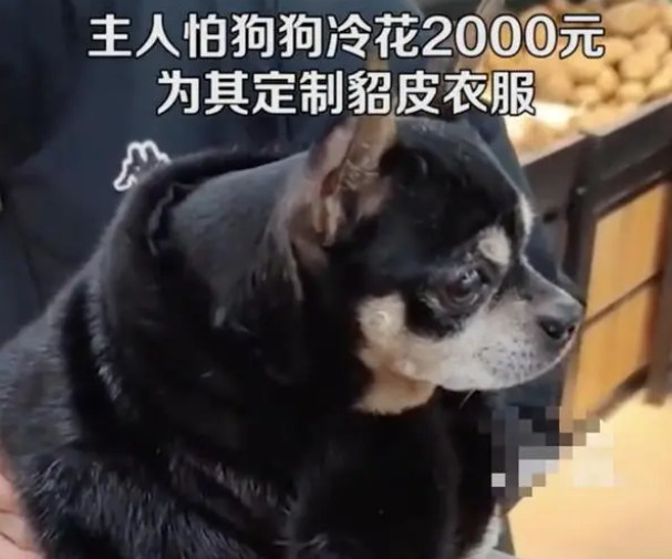 男子花2000元为宠物狗定制貂皮衣服,网友:人不如狗