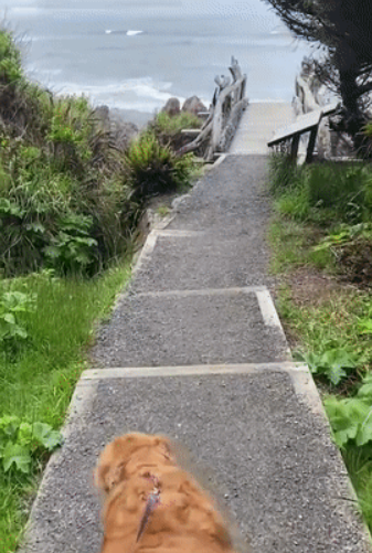 因为养狗,一年减了177斤