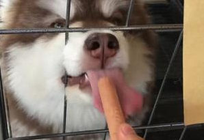 一看到香肠,阿拉斯加犬的智力不停往降低!