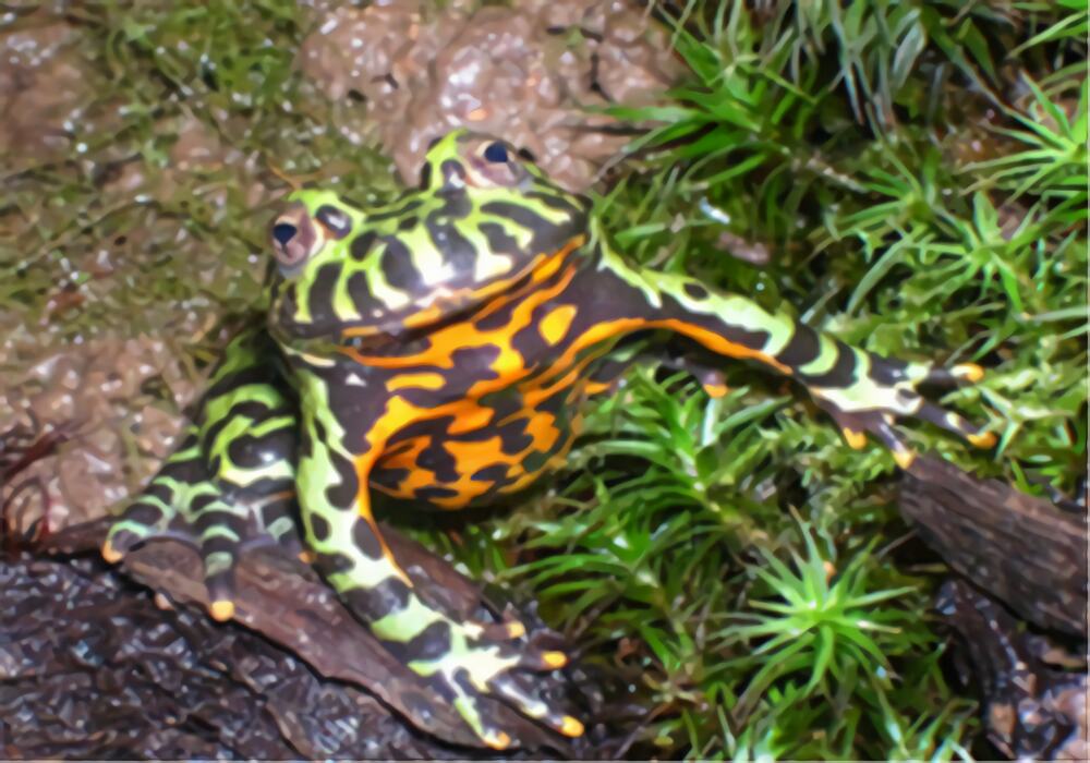 东方铃蟾身份信息