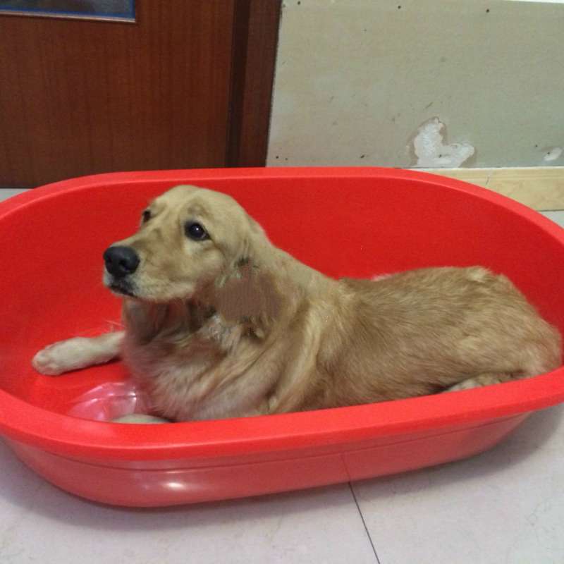 狗狗恐惧打雷躲浴缸,旁边的黑猫弟弟:不要怕我陪你!