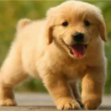 杜宾像哪个明星 | NBA球星都爱狗 每只的狗都和主人神撞脸