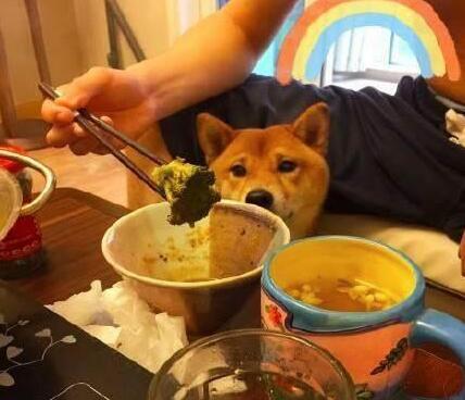 主人为防柴犬偷吃,出此奇招,柴犬看到“狗头”就懵了