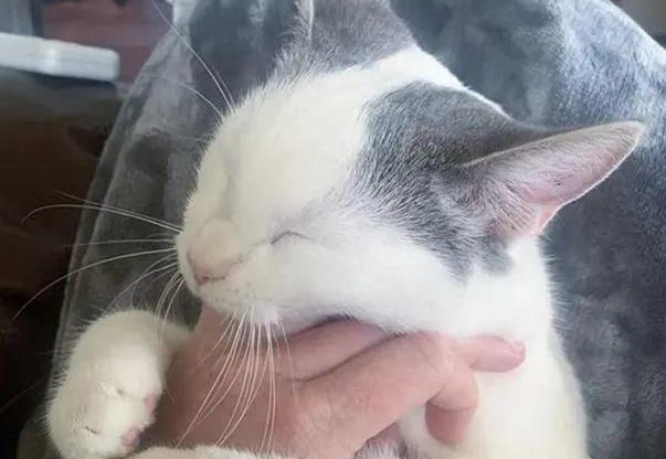 小猫被邻居遗弃,却被家中狗狗带回家:铲屎的看我多讲义气