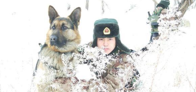 边防犬“黑贝”:从警犬到军犬,我用四肢丈量我守护的边境线