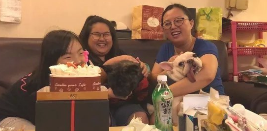 斗牛犬凭着一条不知道从哪租来的舌头,提前准备刚开始C位出道了?