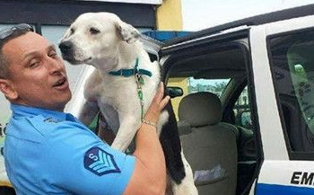 一只饱受虐待的流浪狗闯进了警局 结局出人意料