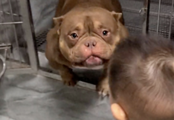 看起来凶猛的恶霸犬,对孩子却非常温柔,都望眼欲穿了:快摸我!