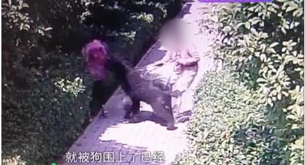 晓蕾说丨安阳“狗咬人”事件:如果王新刚的狗会说话
