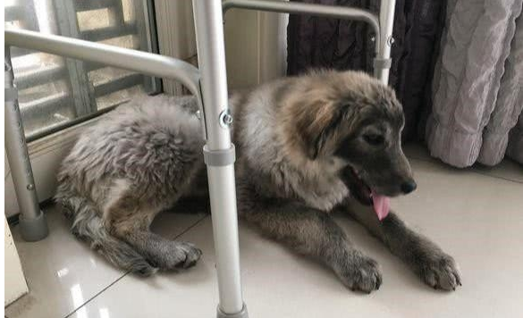 女子捡到一只流浪狗，带回家后却发现奇怪现象，了解情况后心疼它