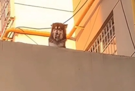 狗狗听见妈妈没带钥匙门外求救,助其成功回家