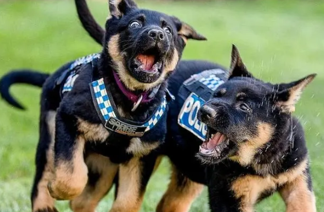 狗狗被收编为警犬,它却“拖家带口”来,都给个差事吧