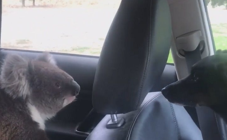 无尾熊和狗狗大眼瞪小眼 超爽冷气霸车不想走