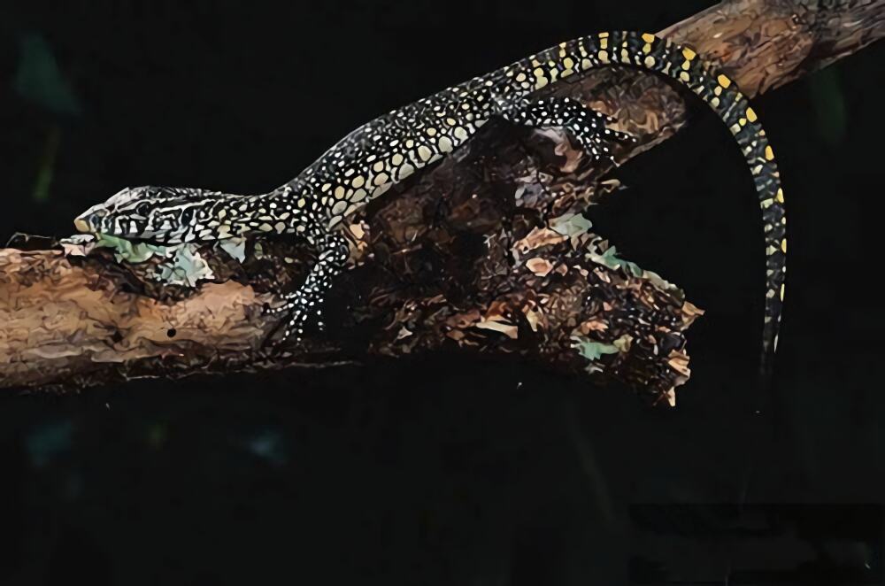 白喉巨蜥身份信息