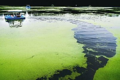西流湖覆满浮萍 小狗错认为草地跳湖变落水狗