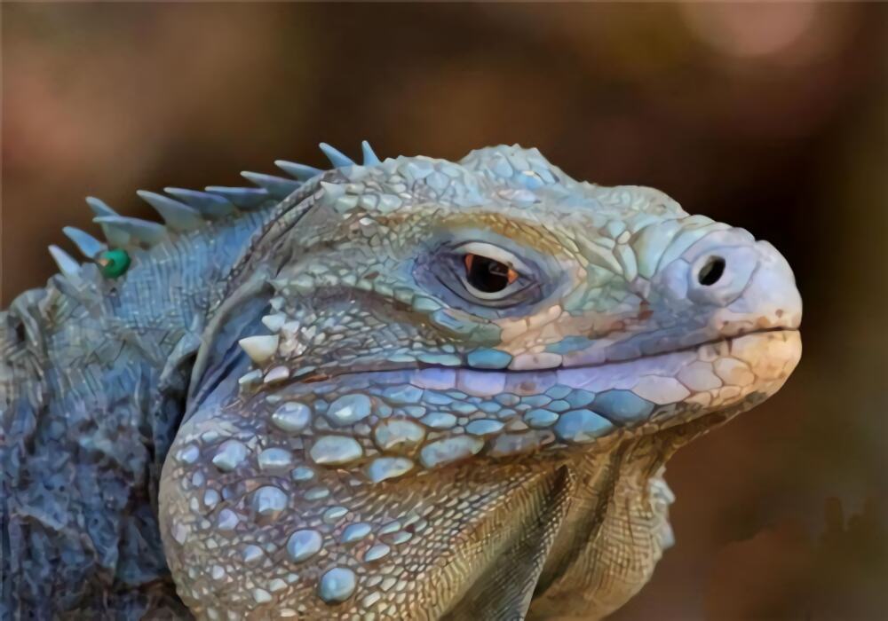 古巴鬣蜥身份信息