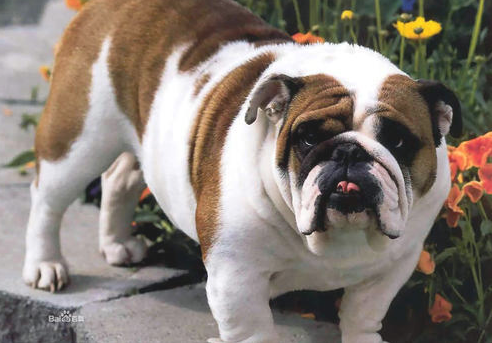 斗牛犬最受欢迎的前十名英文名字排名榜,想给小狗取个外国名字吗?