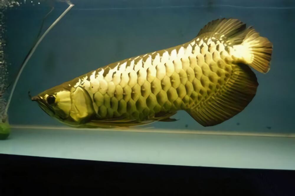 过背金龙身份信息