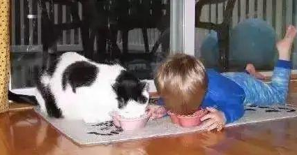 时代变了,现在猫咪的天敌不是狗,而是…