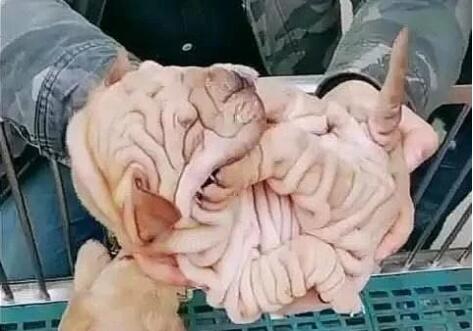 去逛狗市,有人捧着一堆猪大肠在卖,走到后面观看,发现真相