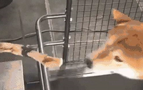 为了更好地激励自己柴犬减肥瘦身,网友竟想到这一方法,柴犬大写的生无可恋