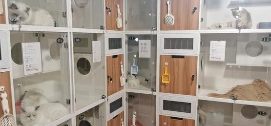 一猫咖半月无人管引网友热议,南京的猫咖狗咖还好吗?