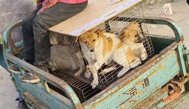因伤了小孩,9只小土狗全上狗肉车