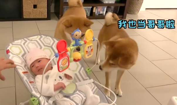 女主带宝宝回家,告诉柴犬是它“妹妹”,没想到态度不同了