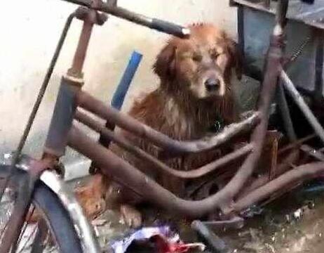 主人参加高考，把狗子交给乡下奶奶养