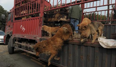 深圳发布全面禁食猫狗令,竟有一大群人反对?究竟为何