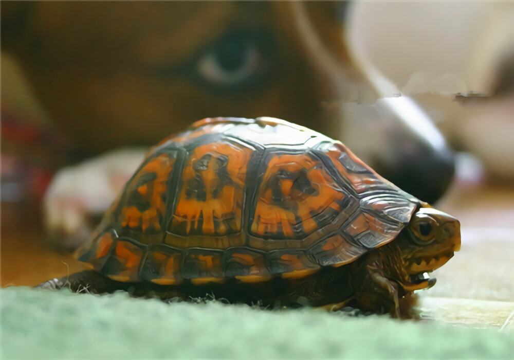 东部箱龟身份信息