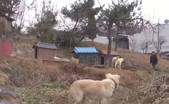 小狗将食材分到流浪犬,还让流浪犬睡在狗狗的窝里,它却躺在外边留宿