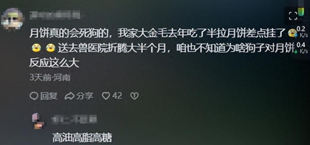 狗狗趴地上集体打吊针,目击者:它们吃了五仁月饼导致身体不适