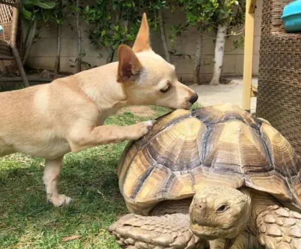 狗狗每天都会送礼物给它最好的乌龟朋友,然而对方……