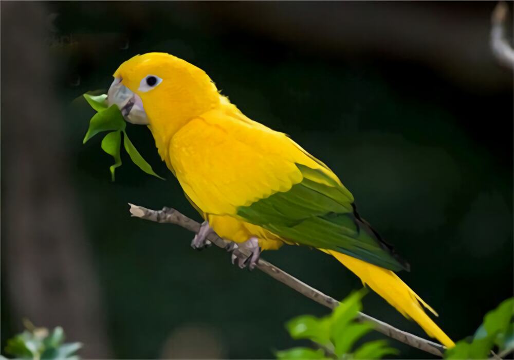 金黄锥尾鹦鹉身份信息