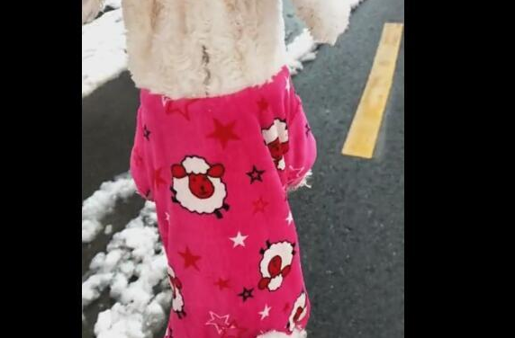 狗狗和主人去堆雪人,输掉以后,那样耍无赖不愿回家!