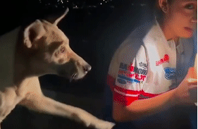 捡到个小流浪狗，网友却集体被萌化：它真的好有礼貌！