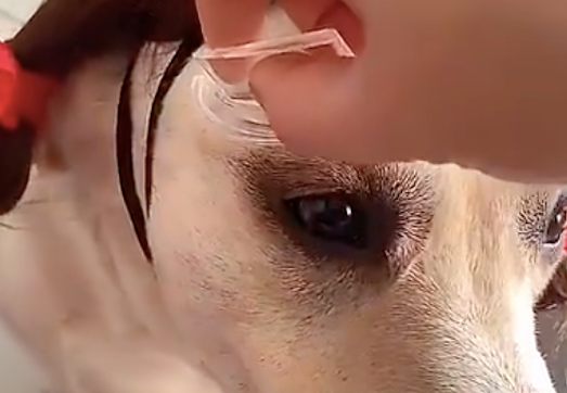 网民画妆先找狗狗练习，进行后的样子“不忍直视”，有点儿可怕呀！