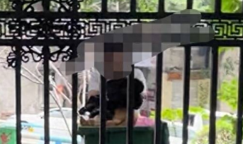 小区物业当众打死流浪狗引争议 目击业主:小狗被驱赶后才咬人,物业行为过于粗暴