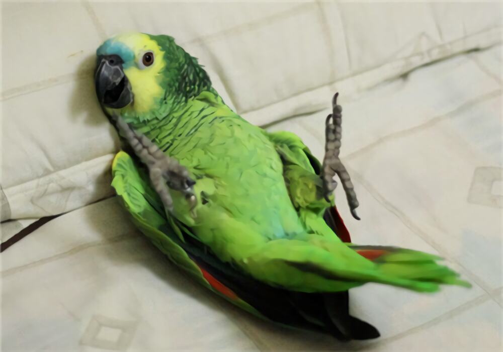 双黄头亚马逊鹦鹉身份信息