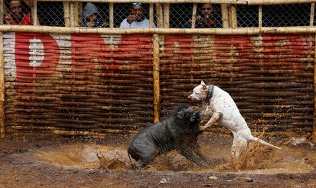 这4种猛犬,被称为“野猪的克星”,其中一种来自中国